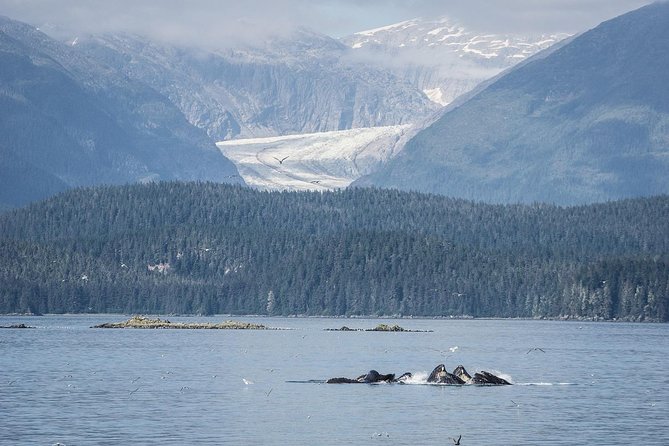 Mendenhall Glacier Visitor Center and Ultimate Whale Watch Combo - Price and What You Really Get for $199