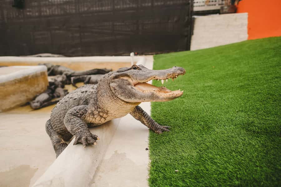 Miami: Everglades Experience, Bay Cruise & Open-top Bus Tour - Everglades Holiday Park: Airboat Ride Plus the Alligator Show