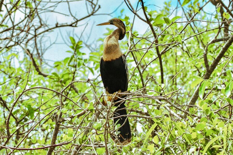 Miami: Everglades National Park Airboat Tour & Wildlife Show - Should You Book This Everglades Airboat Tour?
