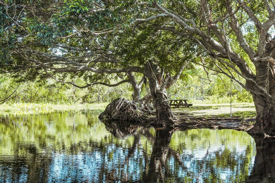 Miami: Everglades National Park Airboat Tour & Wildlife Show - Price, Park Entry Fees, and the Real Value of $42