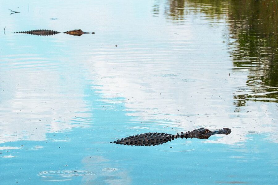 Miami: Everglades National Park Airboat Tour & Wildlife Show - Timing, Weather, and What to Wear for an Airboat Day
