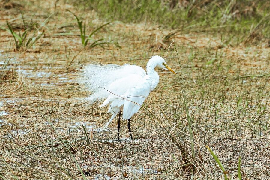 Miami: Everglades National Park Airboat Tour & Wildlife Show - Who Should Book This Airboat and Alligator Show