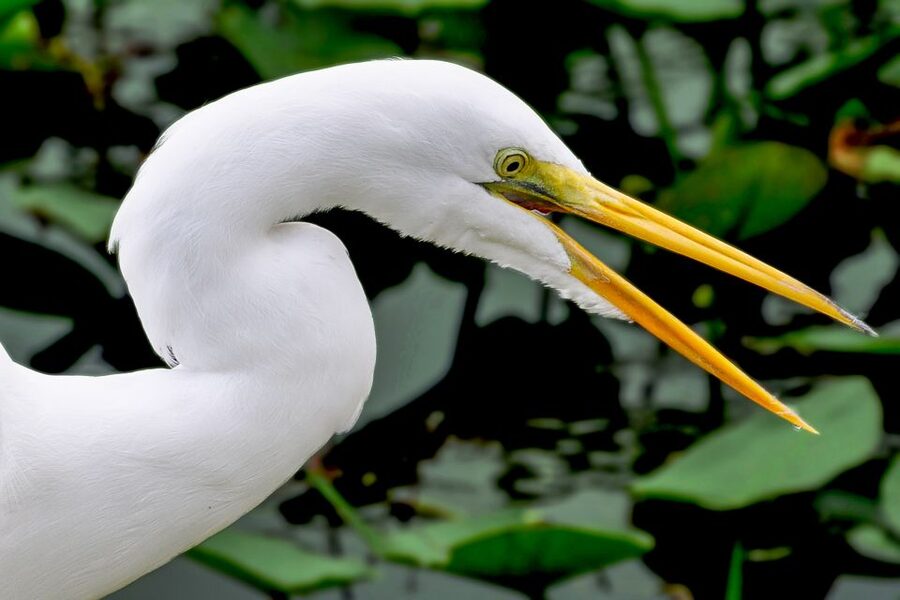 Miami: Everglades Safari Park Airboat Tour - Key highlights to focus on