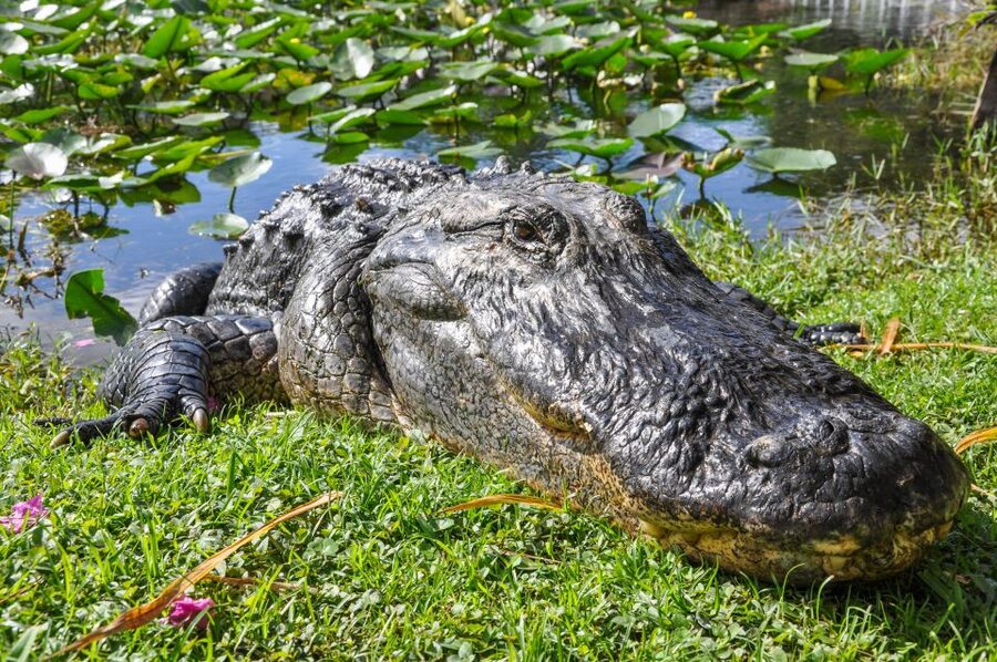 Miami: Everglades Safari Park Airboat Tour - Everglades Safari Park Airboat Tour, what it actually feels like