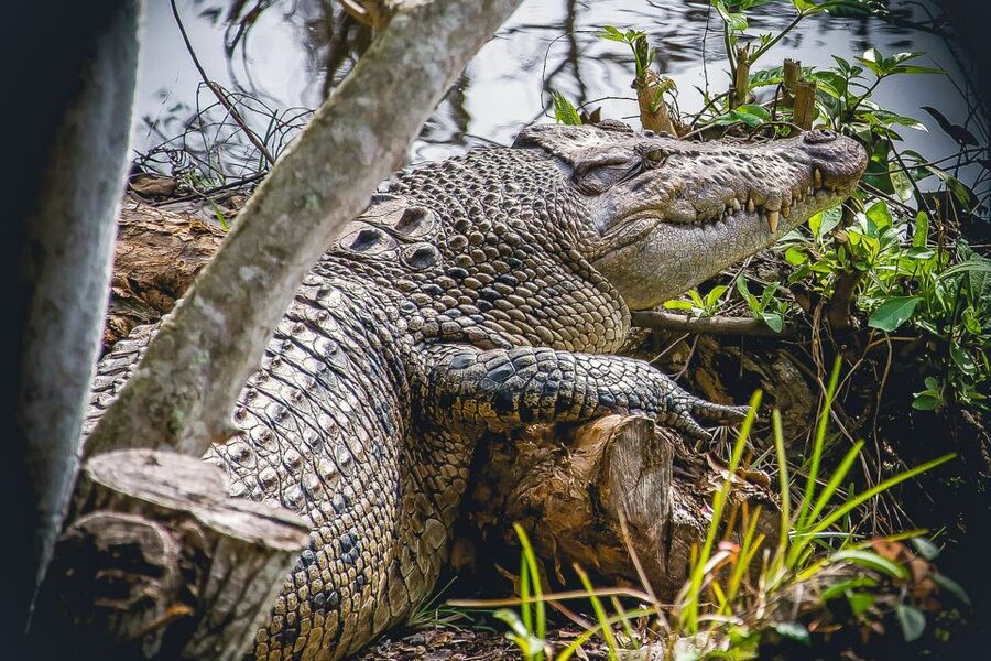 Miami: Everglades Safari Park Airboat Tour - Guided spotting, and why the guide matters