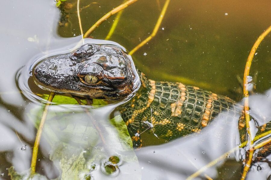 Miami: Everglades Safari Park Airboat Tour - Jungle Trail boardwalk and observation platform: slow down and look closer