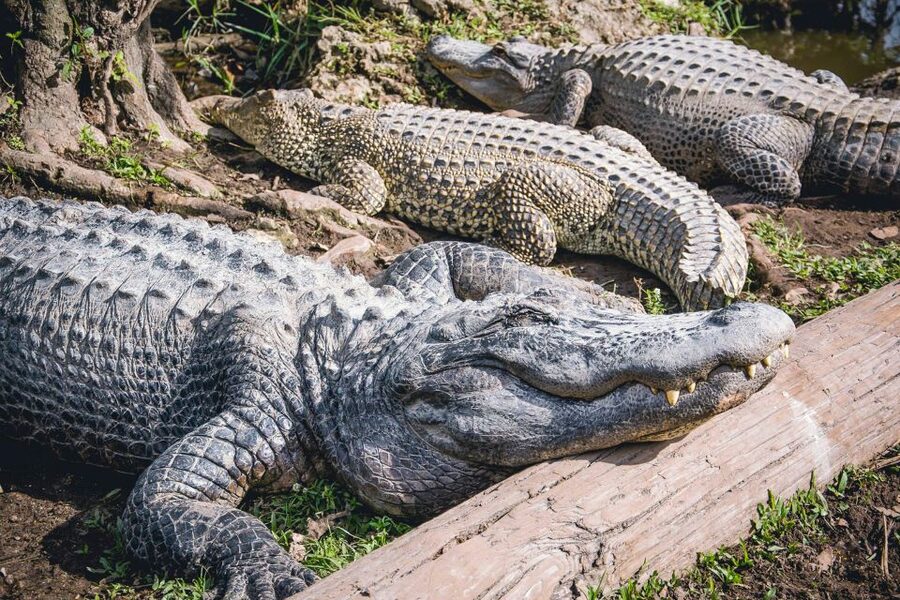 Miami: Everglades Safari Park Airboat Tour - Timing choices: when to go so the day feels smoother