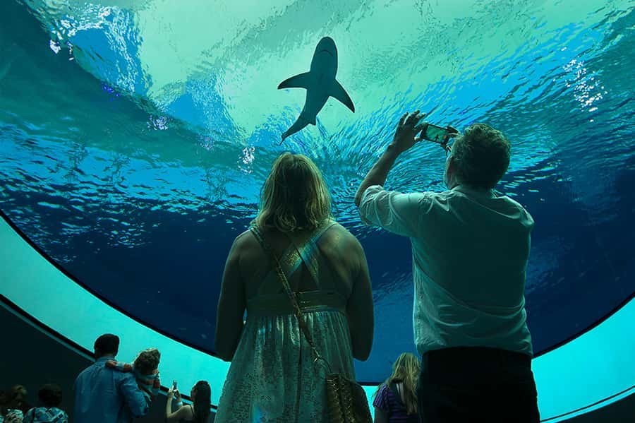 Miami: Frost Museum of Science and Planetarium Entry Ticket - Key things to know before you go