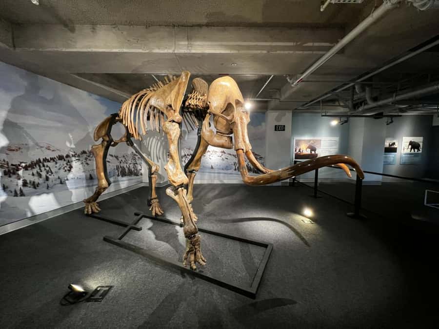 Miami: Frost Museum of Science and Planetarium Entry Ticket - Timing tips: how to do a 1-day visit without feeling rushed