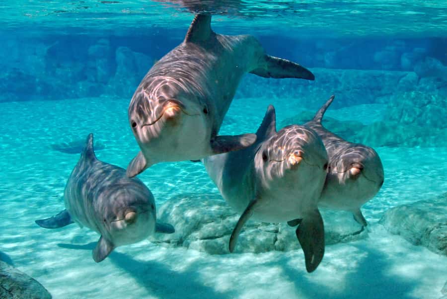 Miami: Key West Dolphin Watch or Snorkel Boat with pickup - Practical details that make or break the day