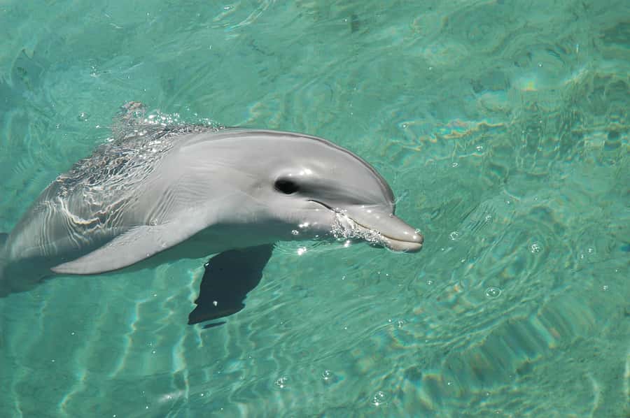 Miami: Key West Dolphin Watch or Snorkel Boat with pickup - Dolphin watch plus snorkeling: the 2.5-hour water option with real chances