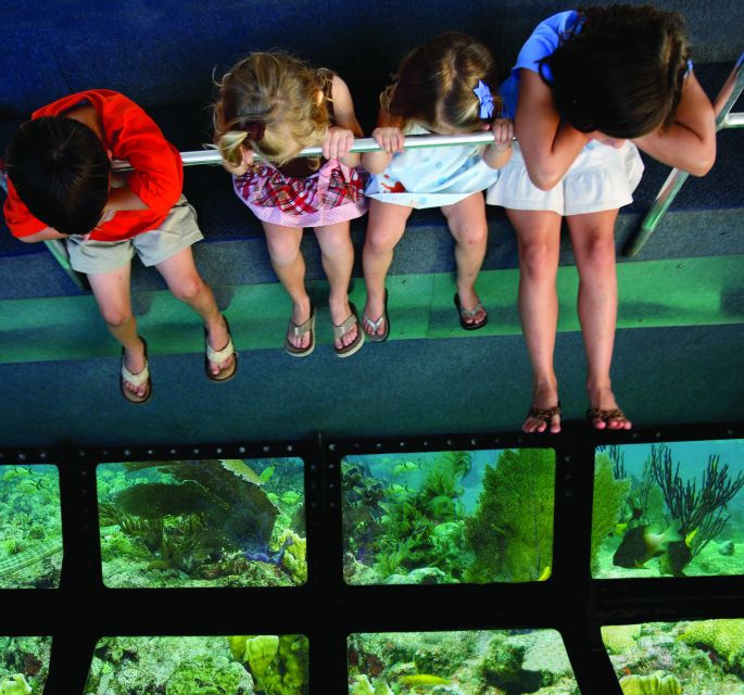 Miami: Key West Dolphin Watch or Snorkel Boat with pickup - The glass-bottom boat and reef viewing: lower effort, 90 minutes well spent