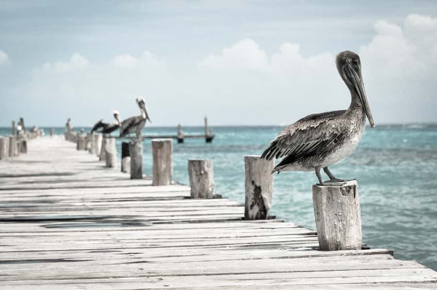 Miami: Key West Dolphin Watch or Snorkel Boat with pickup - Price and value: does $63 really work for one day?
