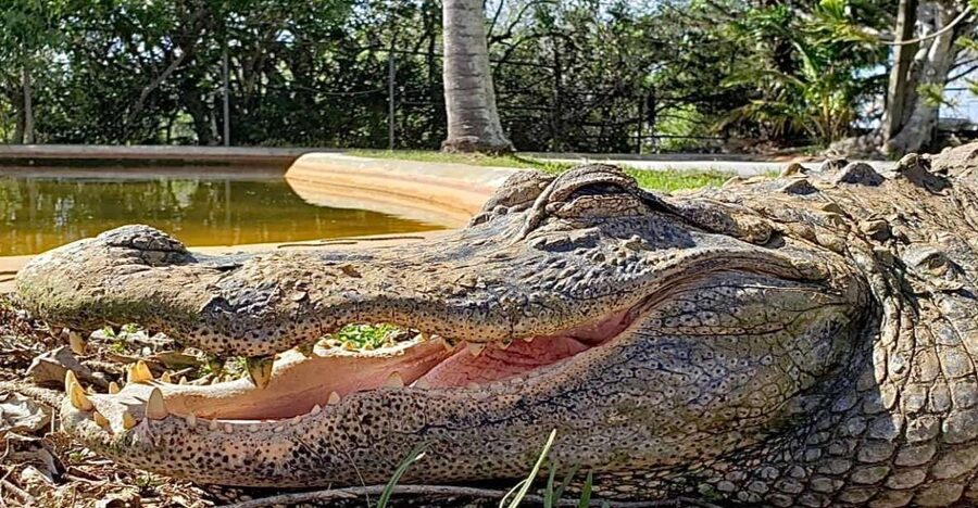 Miami: Original Everglades Airboat Tour & Interpretive area - Alligator holes, hammocks, and the “survive the Everglades” crash course