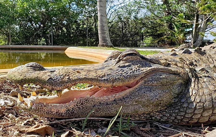 Miami: Original Everglades Airboat Tour & Interpretive area - Where the tour starts in Miami, and how to arrive smoothly