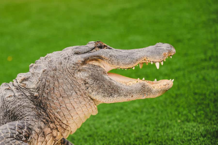 Miami: Wild Everglades Airboat Ride and Gator Encounters - Key things to know before you go