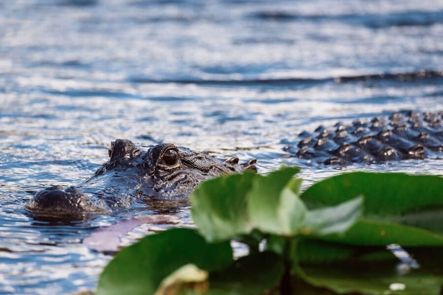 Miami: Wild Everglades Airboat Ride and Gator Encounters - The alligator presentation and wildlife exhibits: turning sightings into understanding