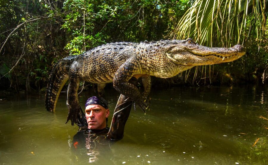 Miami: Wild Everglades Airboat Ride and Gator Encounters - The rescued alligator show: good entertainment, with one moral question