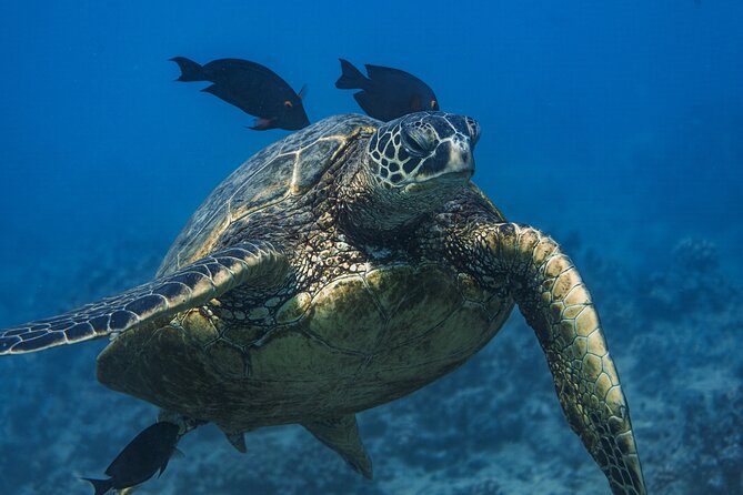Moana’s Waikīkī Grand Guided Turtle Snorkel & Sailing Adventure - Catamaran start at Kewalo, with Waikiki and Diamond Head in your sights