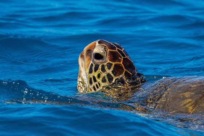 Moana’s Waikīkī Grand Guided Turtle Snorkel & Sailing Adventure - Timing matters: morning vs afternoon departures
