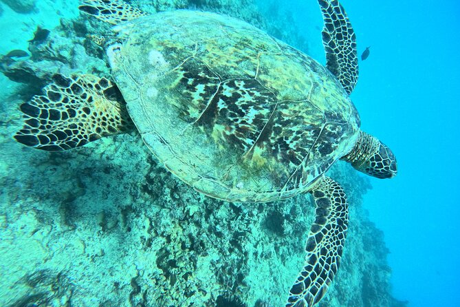 Moana’s Waikīkī Grand Guided Turtle Snorkel & Sailing Adventure - Small-group feel: why the cap of 40 matters