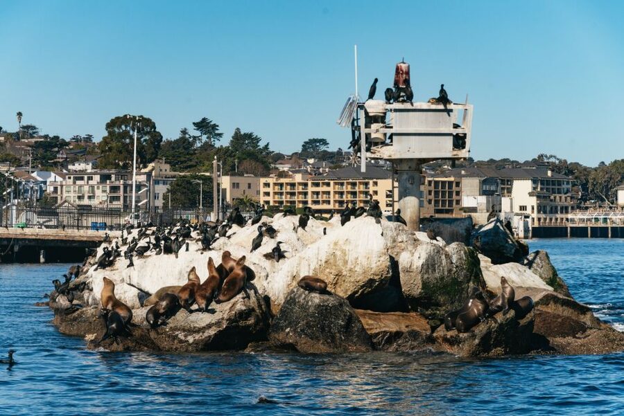 Monterey Bay: Whale Watching Tour - Why Monterey Bay whales feel so close to the action