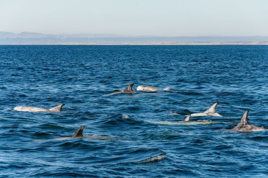 Monterey Bay: Whale Watching Tour - Comfort checklist for 3 to 4 hours on the water