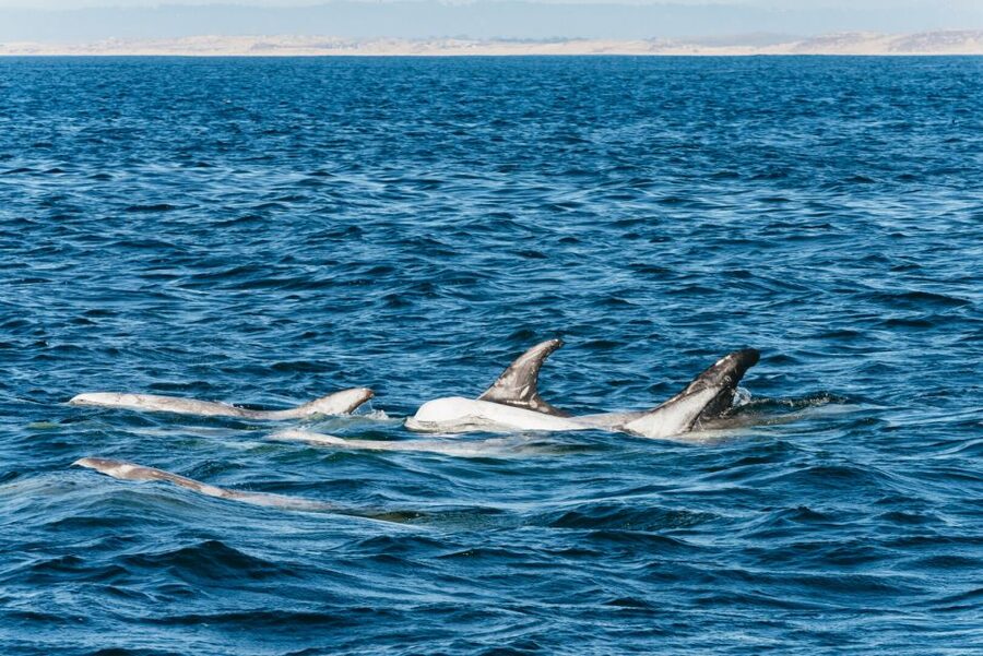 Monterey Bay: Whale Watching Tour - Getting to Discovery Whale Watch: parking, waivers, and check-in