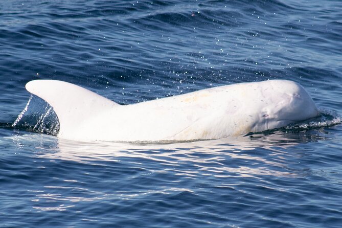 Monterey Whale Watching Tour - The VIP Upper Deck Upgrade: Worth $20 if You Want Better Viewing