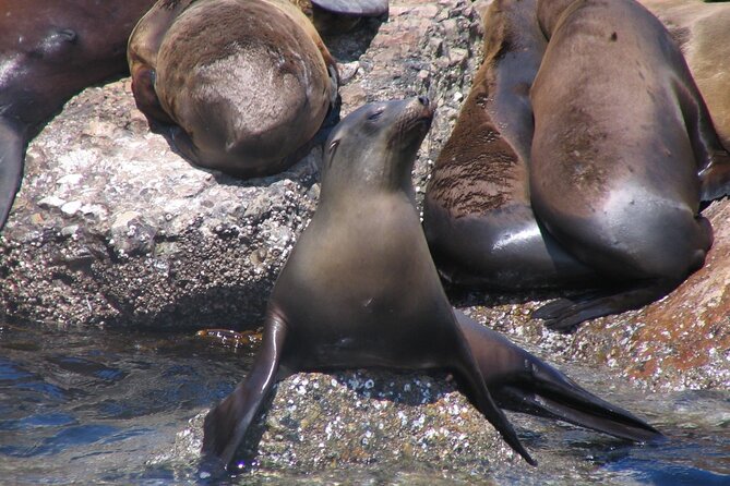Monterey Whale Watching Tour - Itinerary in Plain English: What Happens During the 2 to 3 Hours