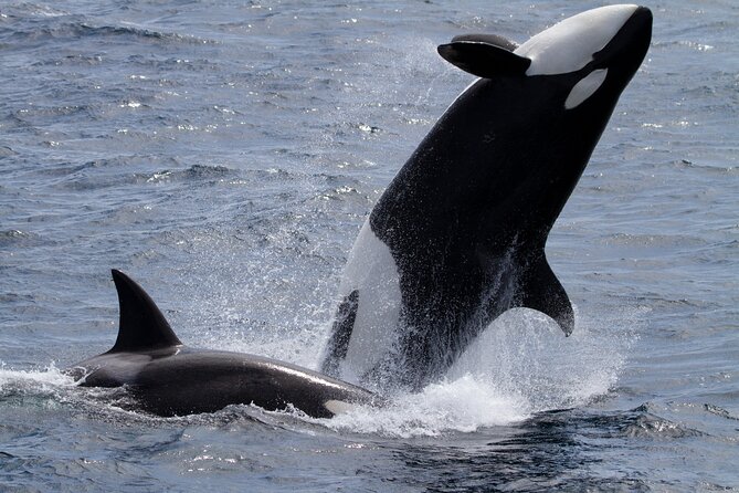 Monterey Whale Watching Tour - Species You Might See, and How to Spot Them Like a Pro