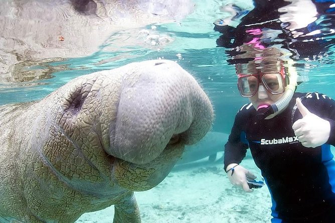 Most Popular 3hr Manatee Swim Tour + In-Water Guide! - Entering Crystal River manatee country without the stress