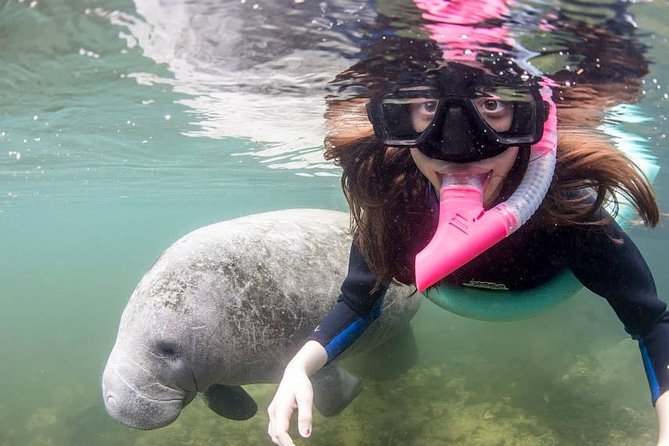Most Popular 3hr Manatee Swim Tour + In-Water Guide! - In the water: your guide, the rules, and what you actually do