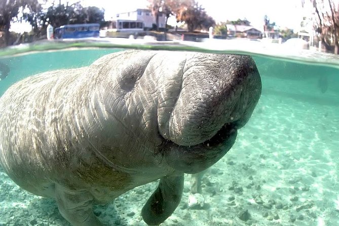 Most Popular 3hr Manatee Swim Tour + In-Water Guide! - Scenic boat ride time: what to expect and what to bring