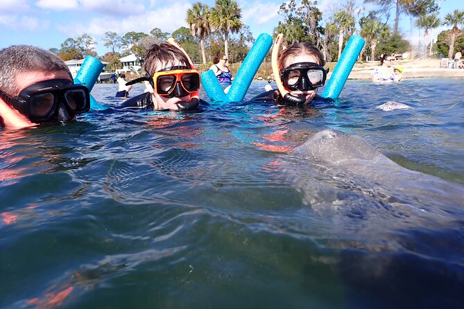 Most Popular 3hr Manatee Swim Tour + In-Water Guide! - Photos: worth it, when they are clear, and when they are not
