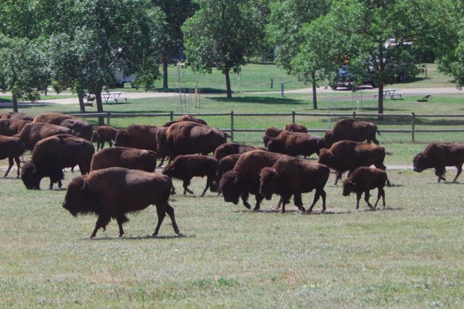 Mount Rushmore and Black Hills Tour with Two Meals and a Music Variety Show - Iron Mountain Road Tunnels and Mount Rushmore Views Without Driving