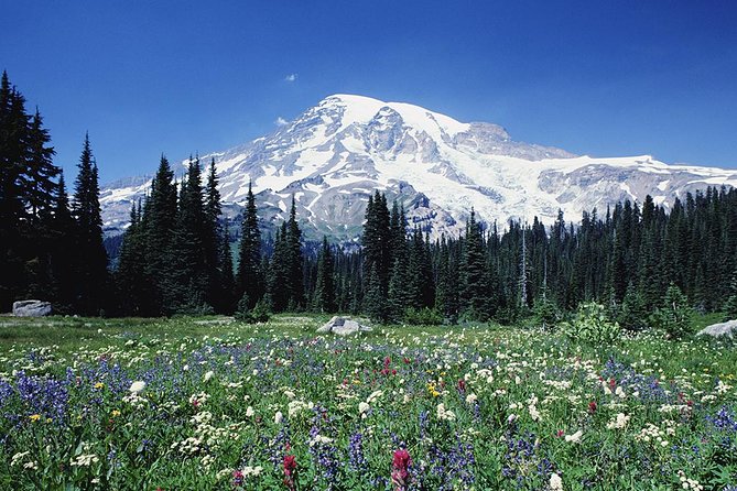 Mt. Rainier Day Tour from Seattle - Longmire: the park’s early “set your eyes” stop