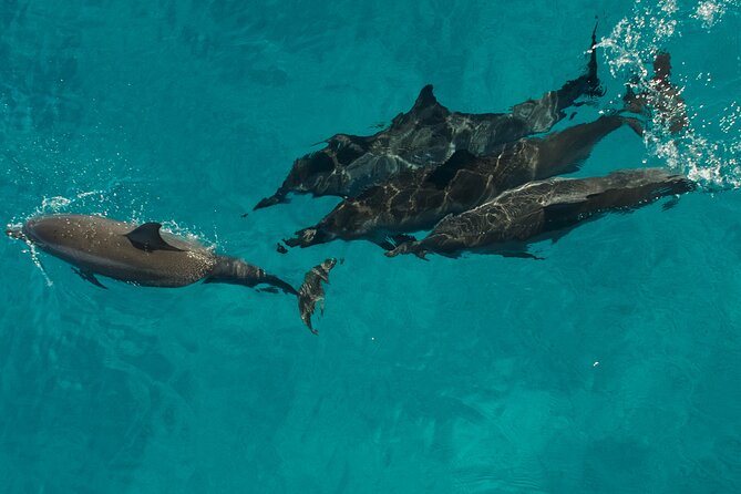 Na Pali Coast Half-Day Raft and Snorkel Adventure - Price value check: what $217.42 buys you on Kauai