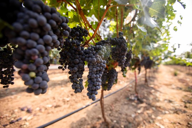 Napa and Sonoma Wine Country Full-Day Tour from San Francisco - Madonna Estate and the Third Winery Moment