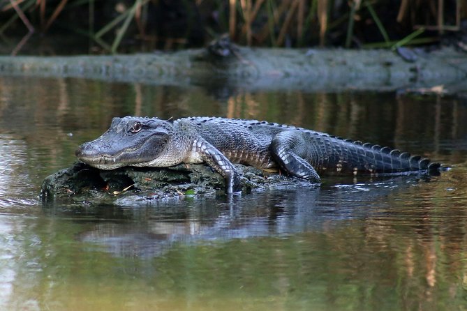 New Orleans Airboat Ride - The Bayou Ride Itself: Speed, Wind, and Wildlife Odds