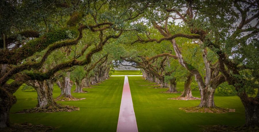New Orleans: Bayou Swamp Tour and Oak Alley Plantation Tour - Price and value: what $125 buys you in a 7.5-hour day
