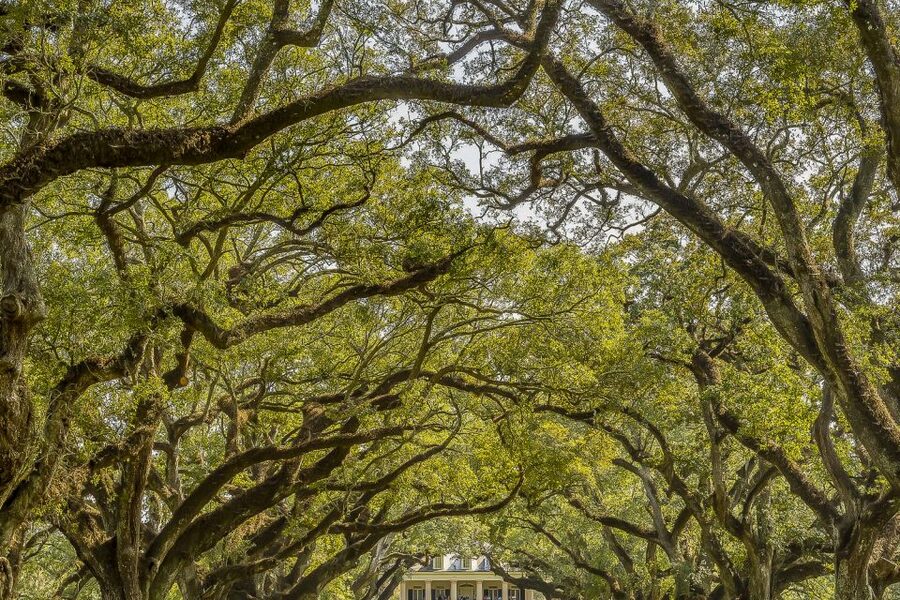 New Orleans: Bayou Swamp Tour and Oak Alley Plantation Tour - Cajun Pride Swamp boat tour in Manchac Swamp: wildlife, narration, and boat comfort