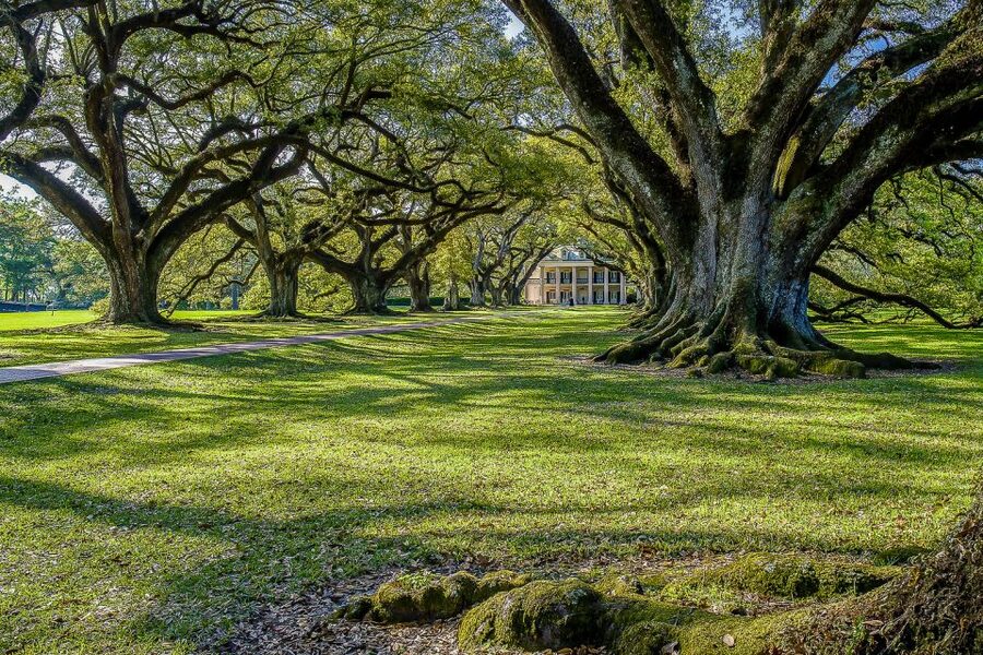 New Orleans: Bayou Swamp Tour and Oak Alley Plantation Tour - Timing on the swamp grounds: snack options and how to beat hunger