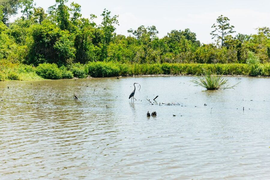 New Orleans: Bayou Tour in Jean Lafitte National Park - Key things you will notice on the Barataria Bayou ride
