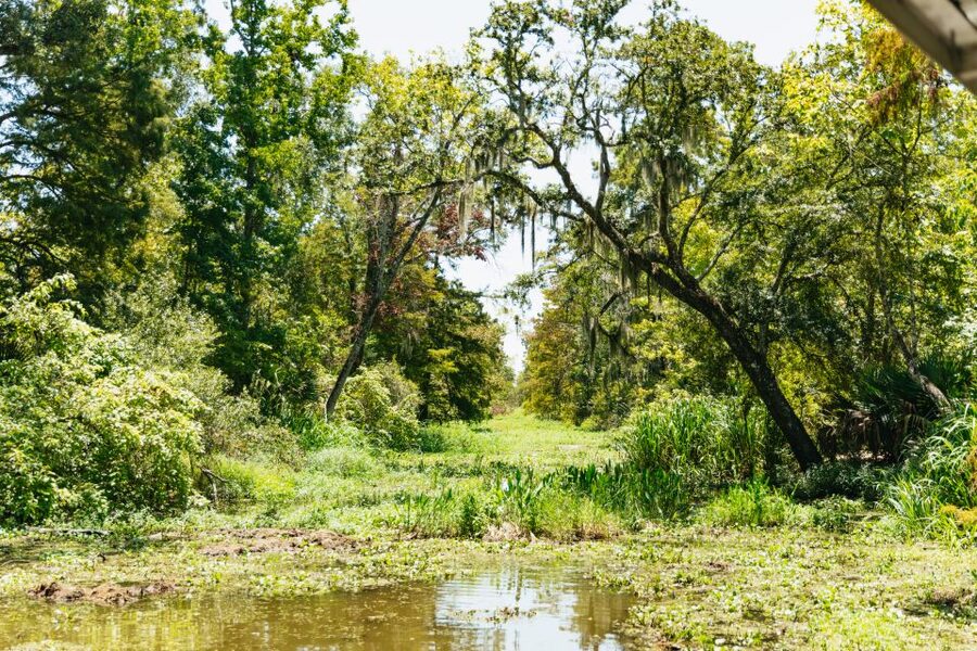 New Orleans: Bayou Tour in Jean Lafitte National Park - Barataria Preserve wildlife viewing: what you’re actually looking for