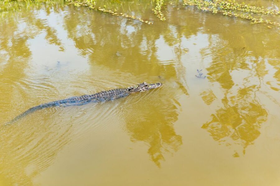 New Orleans: Bayou Tour in Jean Lafitte National Park - The pontoon boat cruise: comfort, views, and why the ride style matters