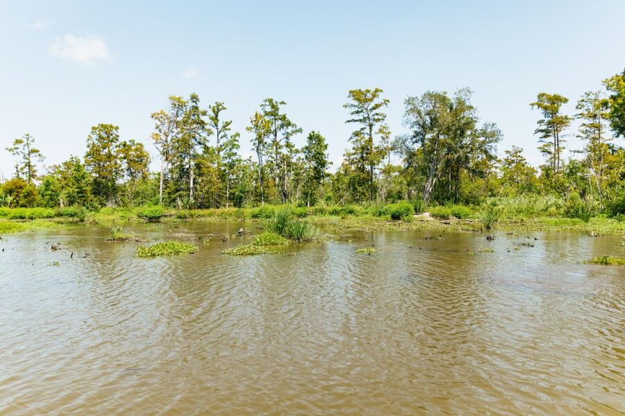 New Orleans: Bayou Tour in Jean Lafitte National Park - The story side of the bayou: legends, plants, and named animal friends
