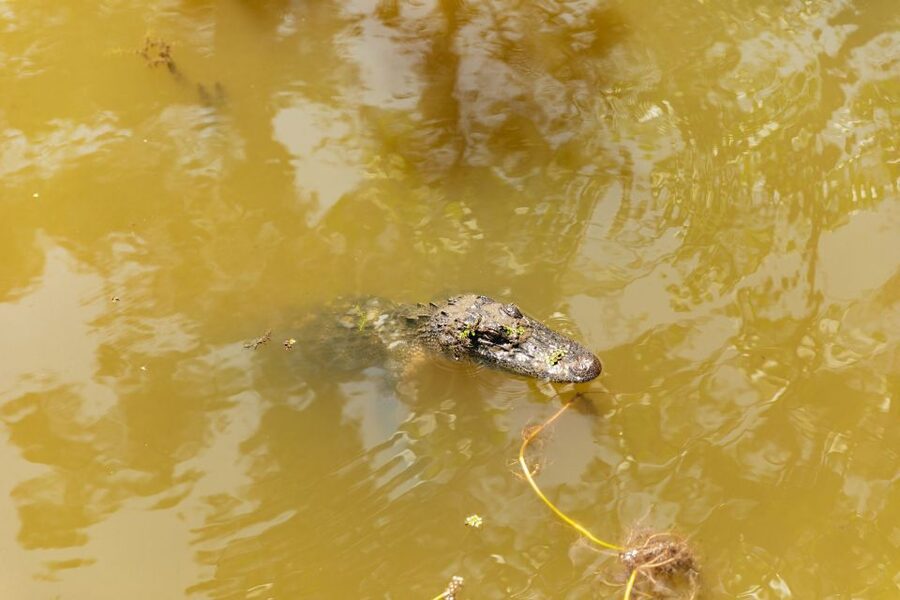 New Orleans: Bayou Tour in Jean Lafitte National Park - Price and value: why $32 makes sense for what you get