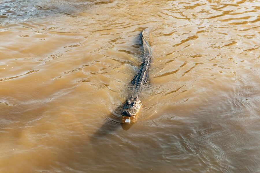 New Orleans: Guided Swamp Cruise by Tour Boat - Boarding the Boat: Comfort Features You’ll Appreciate in Real Weather