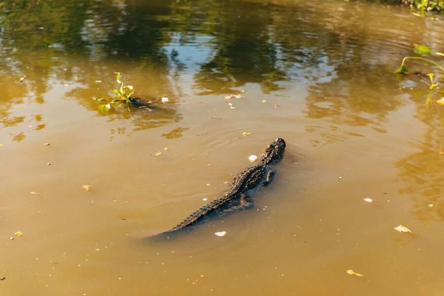 New Orleans: Guided Swamp Cruise by Tour Boat - Getting to the Dock, and What That Means for Your Day